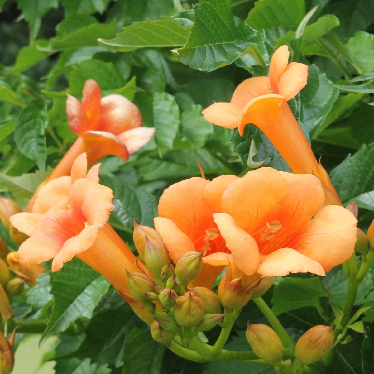 Bloomique - Campsis radicans 'Galen' - Bignone orange - Grimpante - Plante de jardin - Rustique - Hauteur 50-70 cm - Pot 15 cm