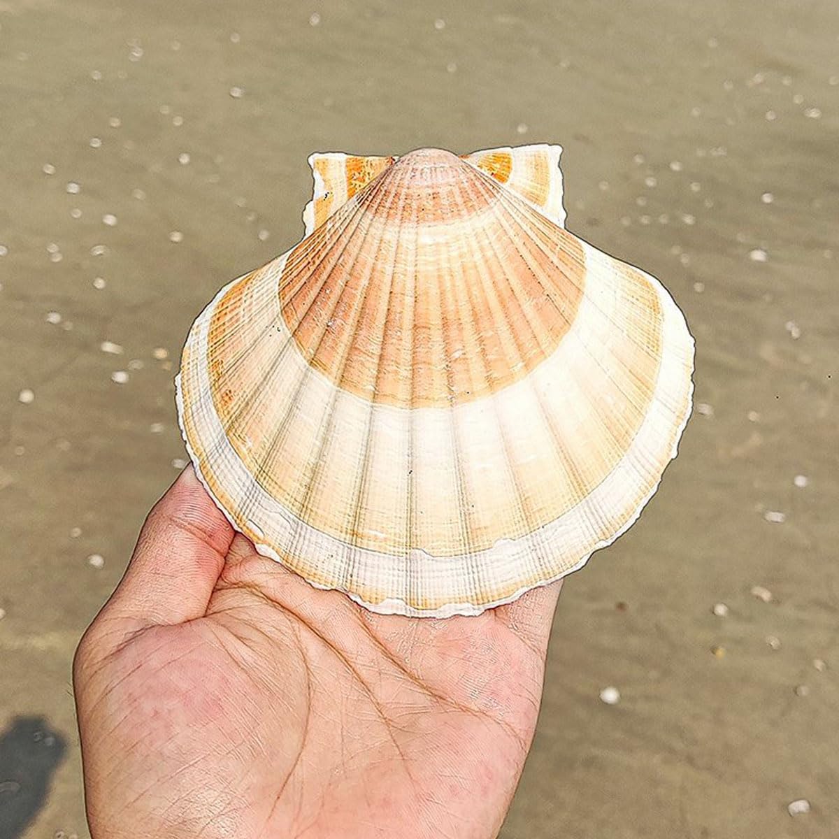Grandi Conchiglie Marine, Conchiglia Naturale, 9-10 cm for Decorazioni for Matrimoni, Tema Spiaggia, Feste, Decorazioni for la casa, Acquario, paesaggistica, 9 cm(10cm)