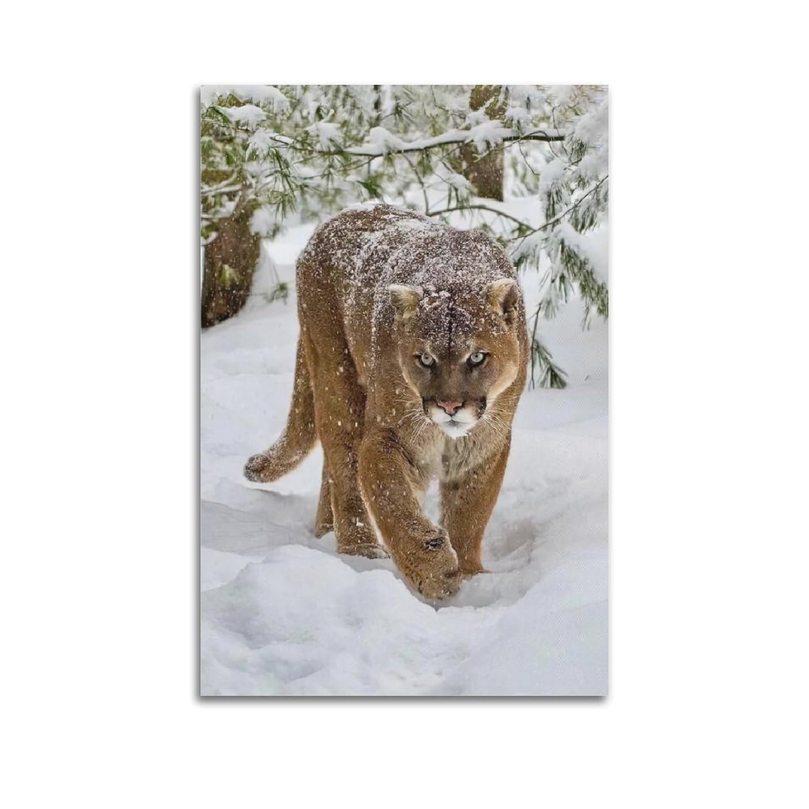 XKUGA Wild Felines Poster Cougar Big Cat Habitat Modern Decorative Canvas Prints - Ideal Wall Art for Family, Man Cave, Game Room, Boys & Girls Bedroom 20x30inch(50x75cm)