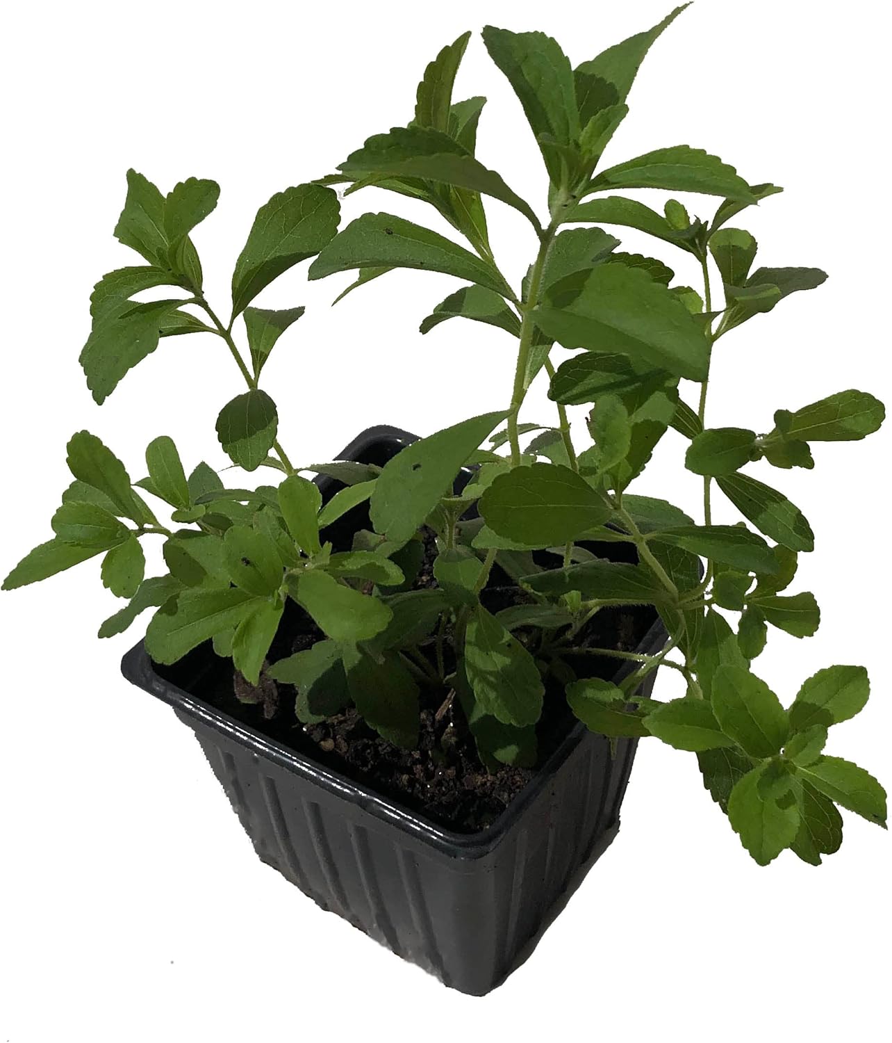 Stevia Live Plant, (Stevia rebaudiana) 2.5 inch Pot