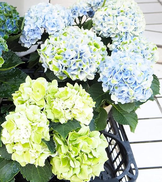 Amazon 花想久里 はなおくり 紫陽花 あじさい ブルー 5寸 生 今年最終です マジカルレボリューション という品種 優しい青色 の ハイドランジア マジカルシリーズは 渋い 秋色 になるまで長く楽しめる アジサイ の 鉢花 綺麗な 青色雨続きで店先では明るさ不足 Amazon 花想久里 はなおくり 紫陽花 あじさい ブルー 5寸 生 今年最終です マジカルレボリューション という品種 優しい青色 の ハイドランジア マジカルシリーズは 渋い 秋色 になるまで長く楽しめる アジサイ の 鉢花 綺麗な 青色雨続きで店先では明るさ不足