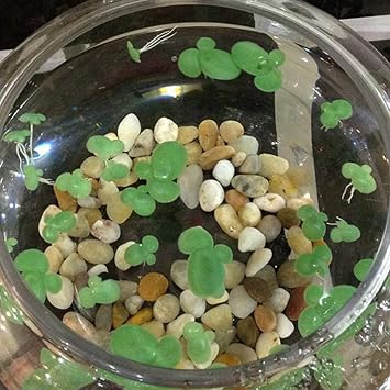 Plastic Pond Plants with Leaves & Roots 72Pcs – Floating Duckweed Aquarium Plants for Indoor Outdoor