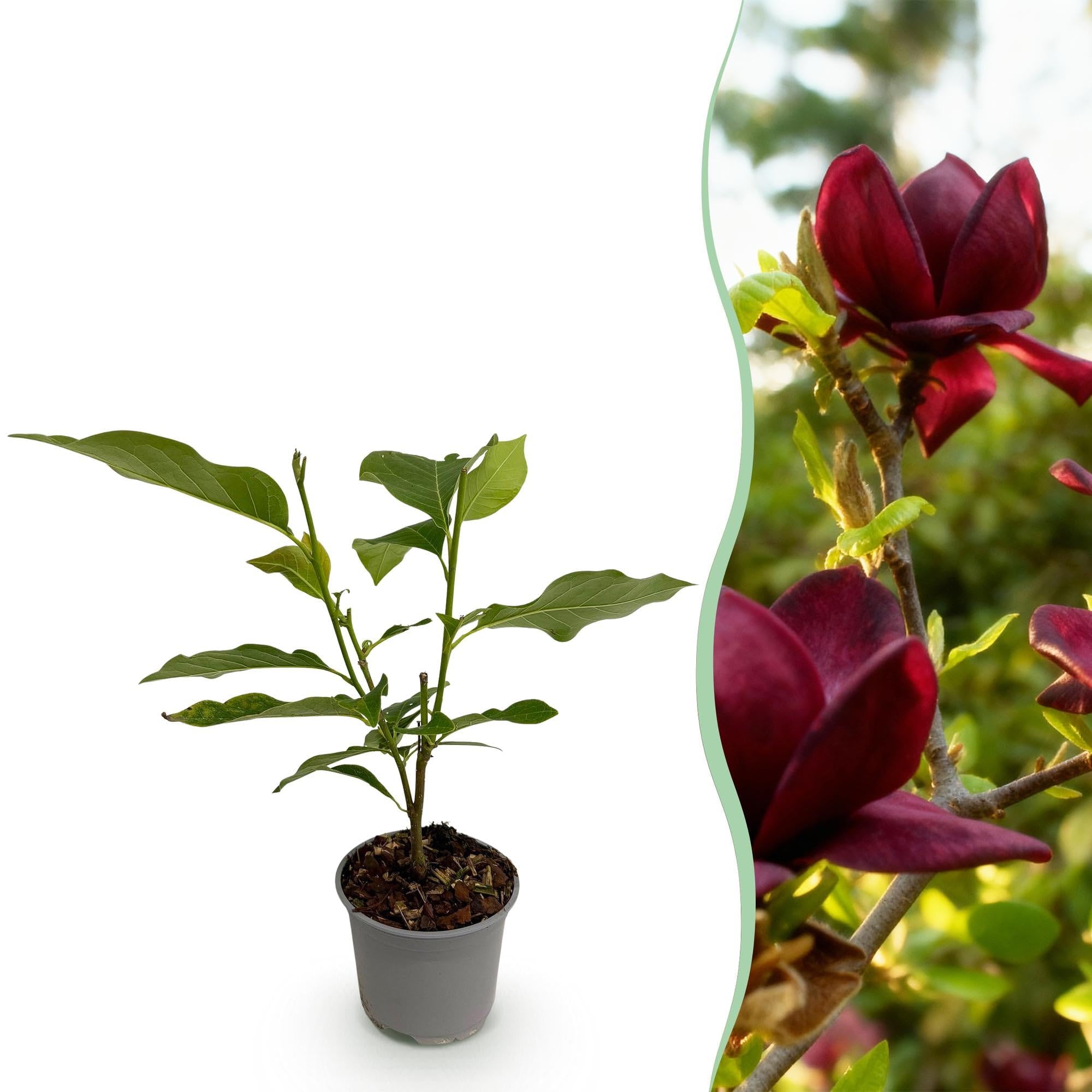 Magnolia Genie – 12 cm – wysokość ok. 30 cm – rzucająca liście magnolia z dużymi, fioletowymi kwiatami wiosennymi – łatwa w pielęgnacji, na grządki, balkon i taras