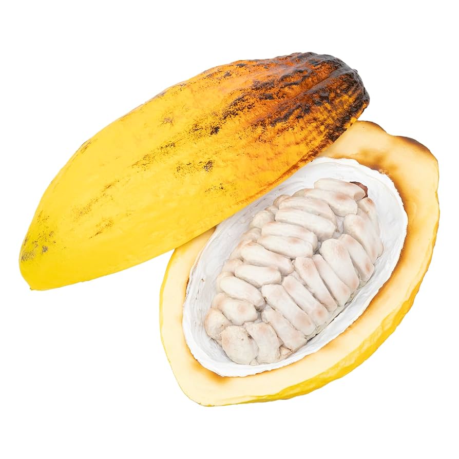 リアルなカカオの実のディスプレイ リアルなカカオの実のディスプレイ