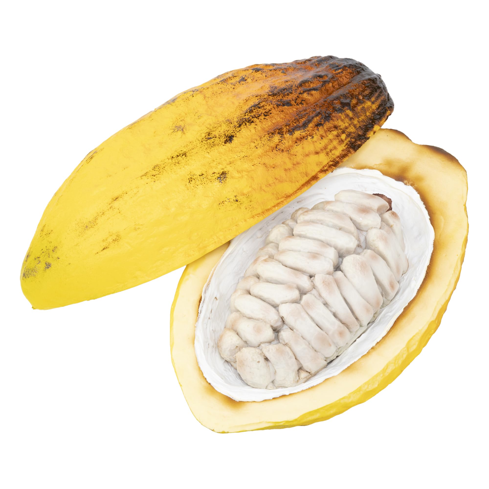 Amazon | 日本サンプル(Nihon Sample)食品サンプル カカオの実 果物