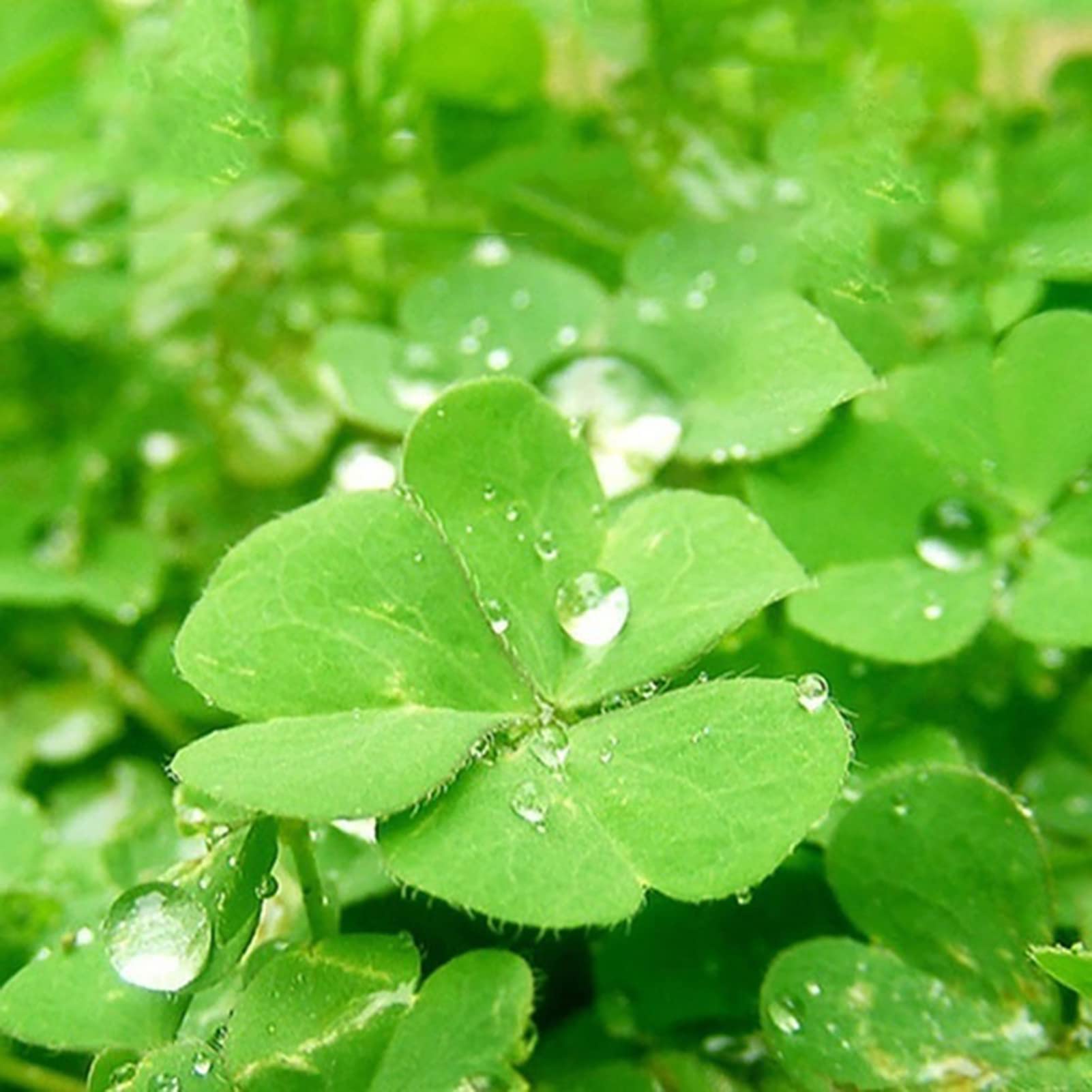 Semi Di Alghe Per Acquario - 600 Pz Naturali Per Giardino Acquatico E Decorazioni - Foto 10
