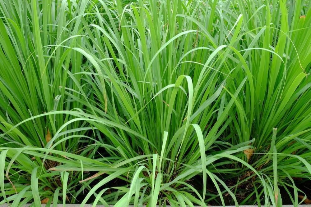 See full amazon price history chart for Sweet Sudan Fodder Grass For Cow Seed (3000 Seeds) Sweet Sudan Fodder Grass For Cow Seed (3000 Seeds) (B0CQ25K4DW) Amazon Price History, Amazon Price Tracker