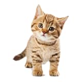 apero rezepte Drive your pets and neighbors crazy