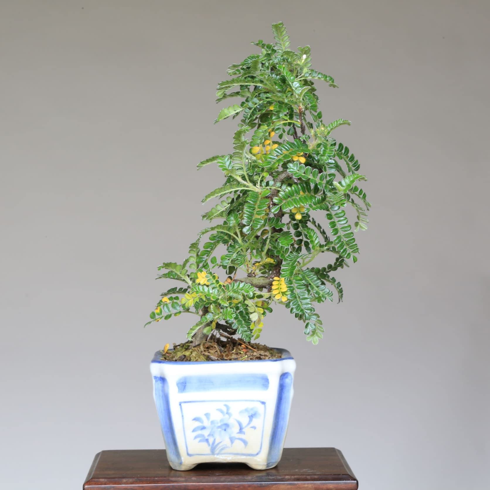Amazon.co.jp: 磯山椒 小品盆栽【泰寿園 Online】 : DIY・工具・ガーデン