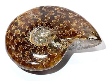 Amazon.co.jp: 2.1インチ 45g 人工パターン 化石 アンモナイト