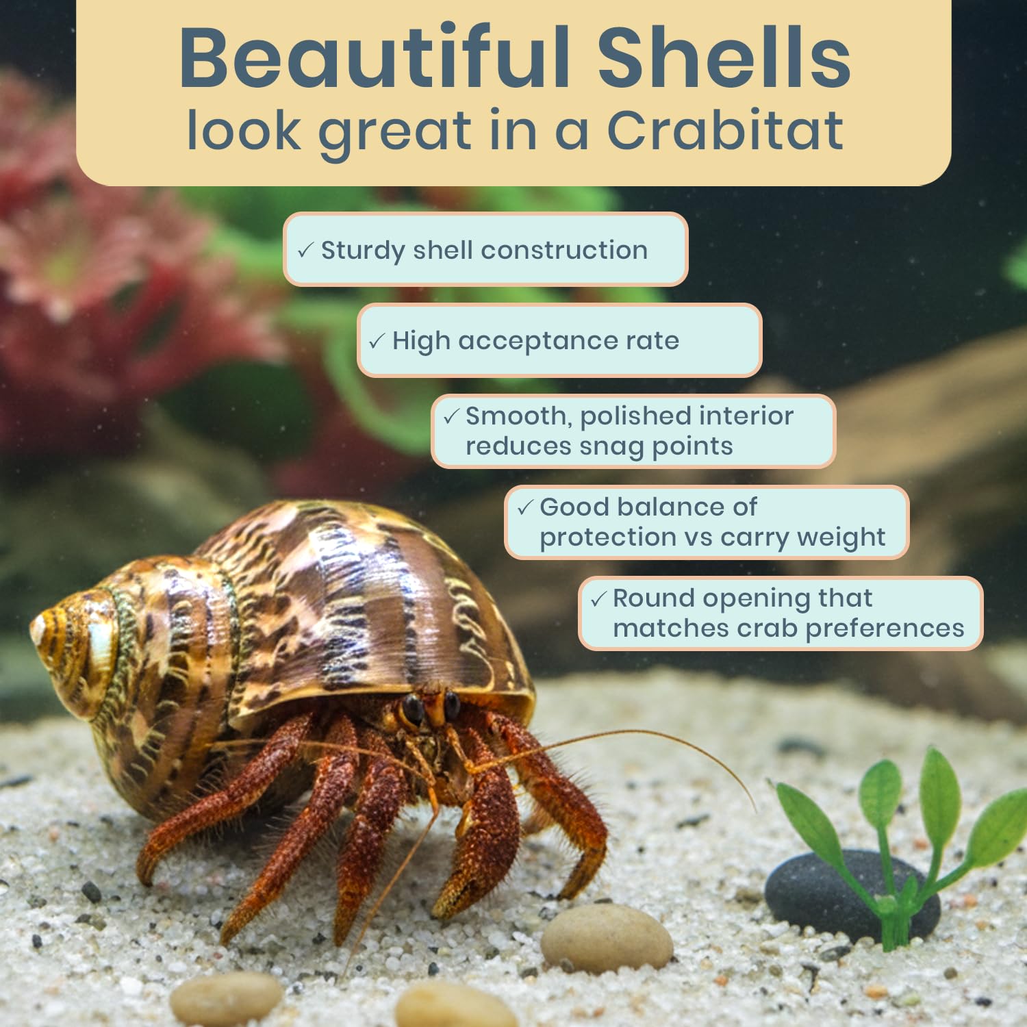 Hermit Crab Shells - Turbo Shells for Decor & Crafts -4