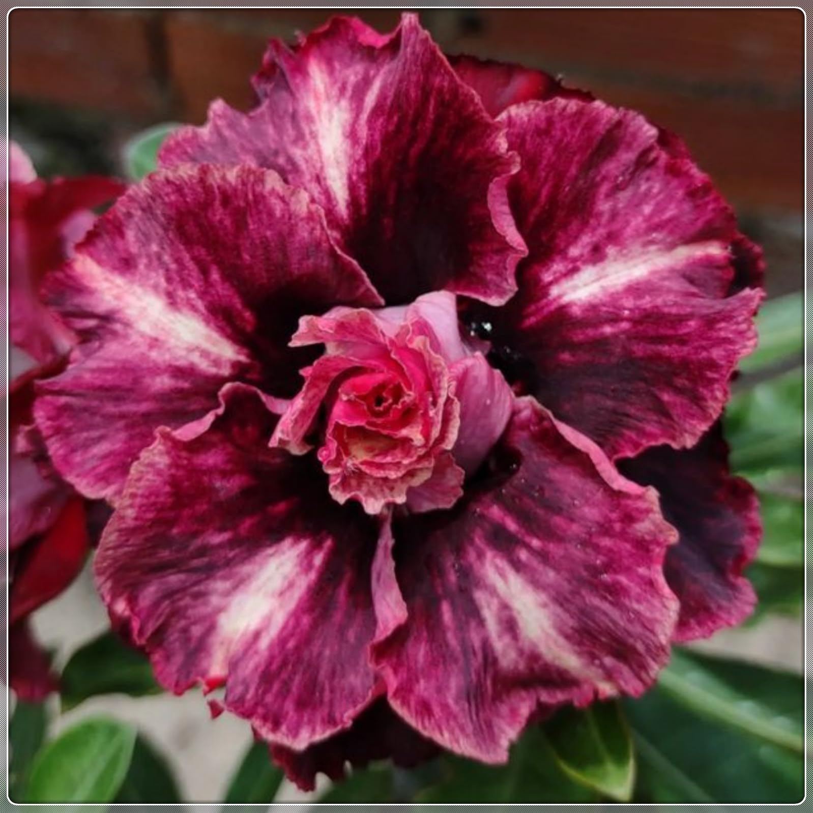 Magnificent Desert Rose Bulbs in Bulk: Hardy Perennial Desert Rose Bushes for Garden Ready to Plant Garden Displays-3 Bulbs-E