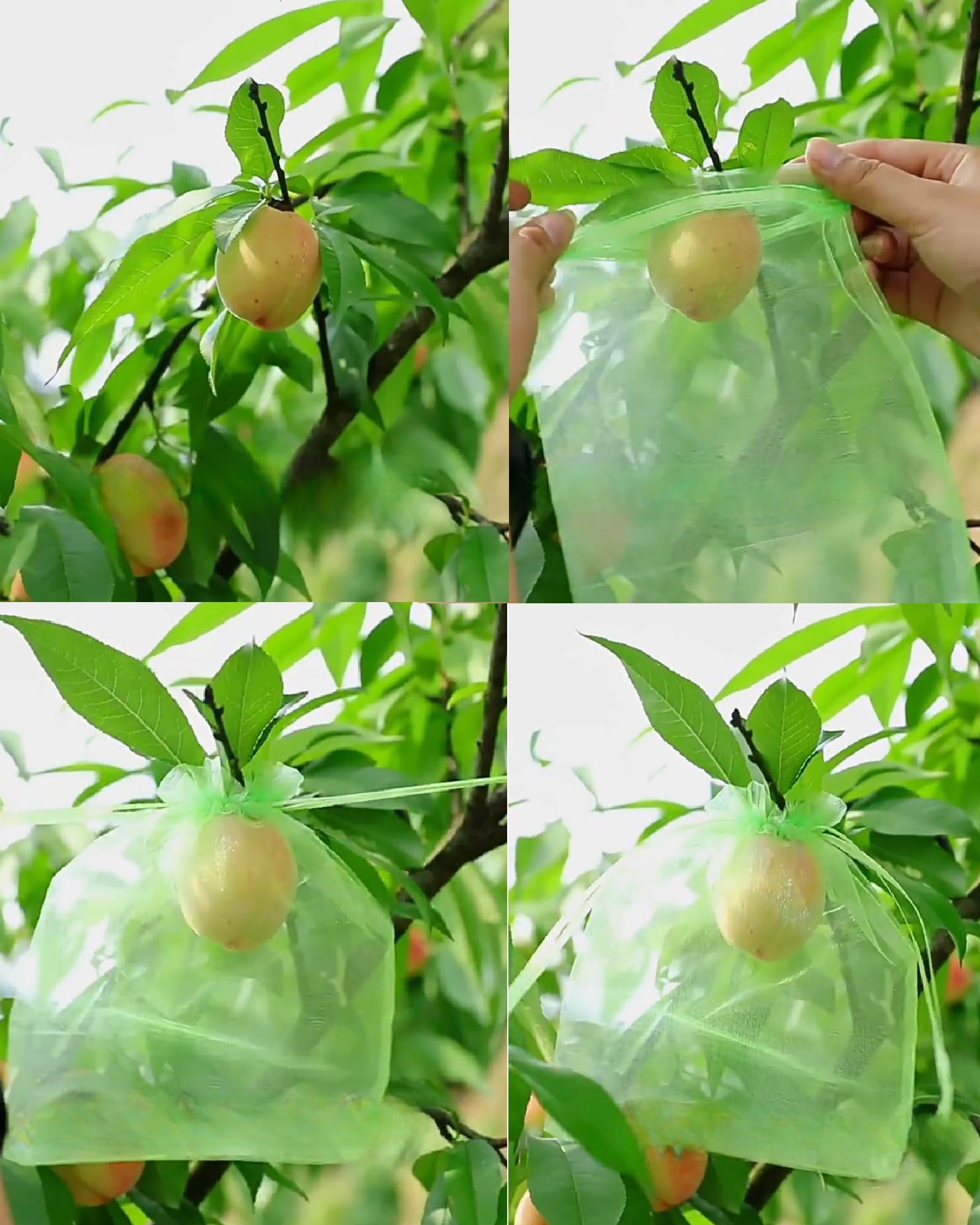 Bolsas para Uvas en Parra, 100 Piezas Bolsas Uvas Protección, Bolsa para Proteger Fruta 30cm x 20cm, Proteger Las Frutas de Las Aves Mariposa Avispa Aves