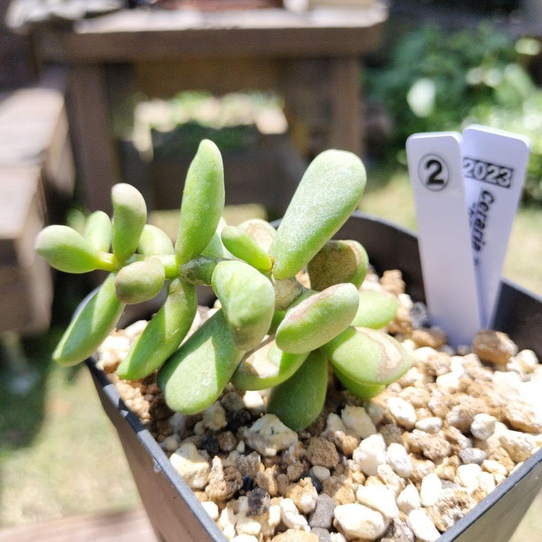 Amazon｜ケラリアピグマエア 実生 塊根植物 ホビーグッズ｜観葉植物  