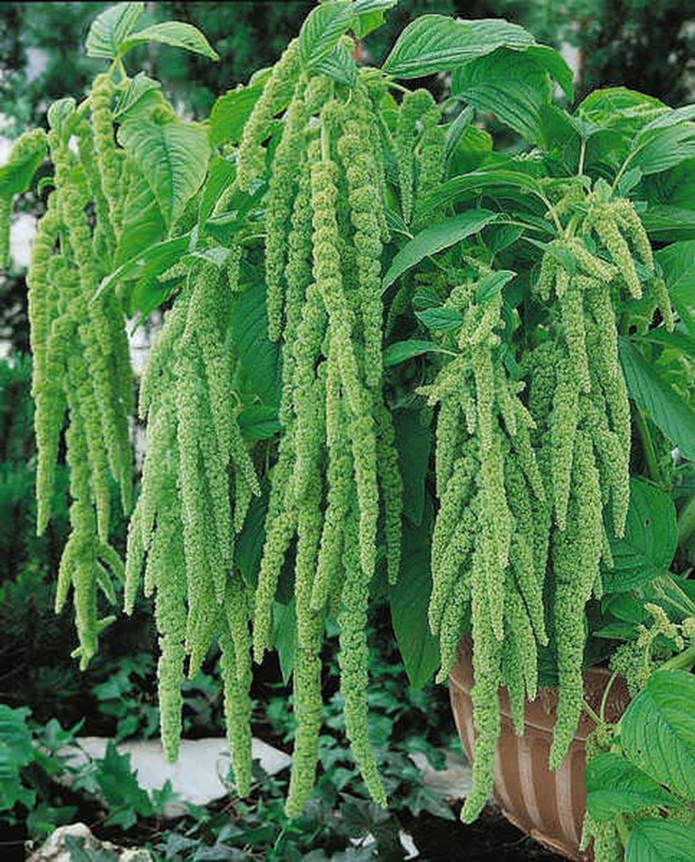 Green Tails Amaranth Flower Seeds Amaranthus caudatus Viridis, Premium Non-GMO, Open Pollinated, US Grown Seed, Always Fresh!