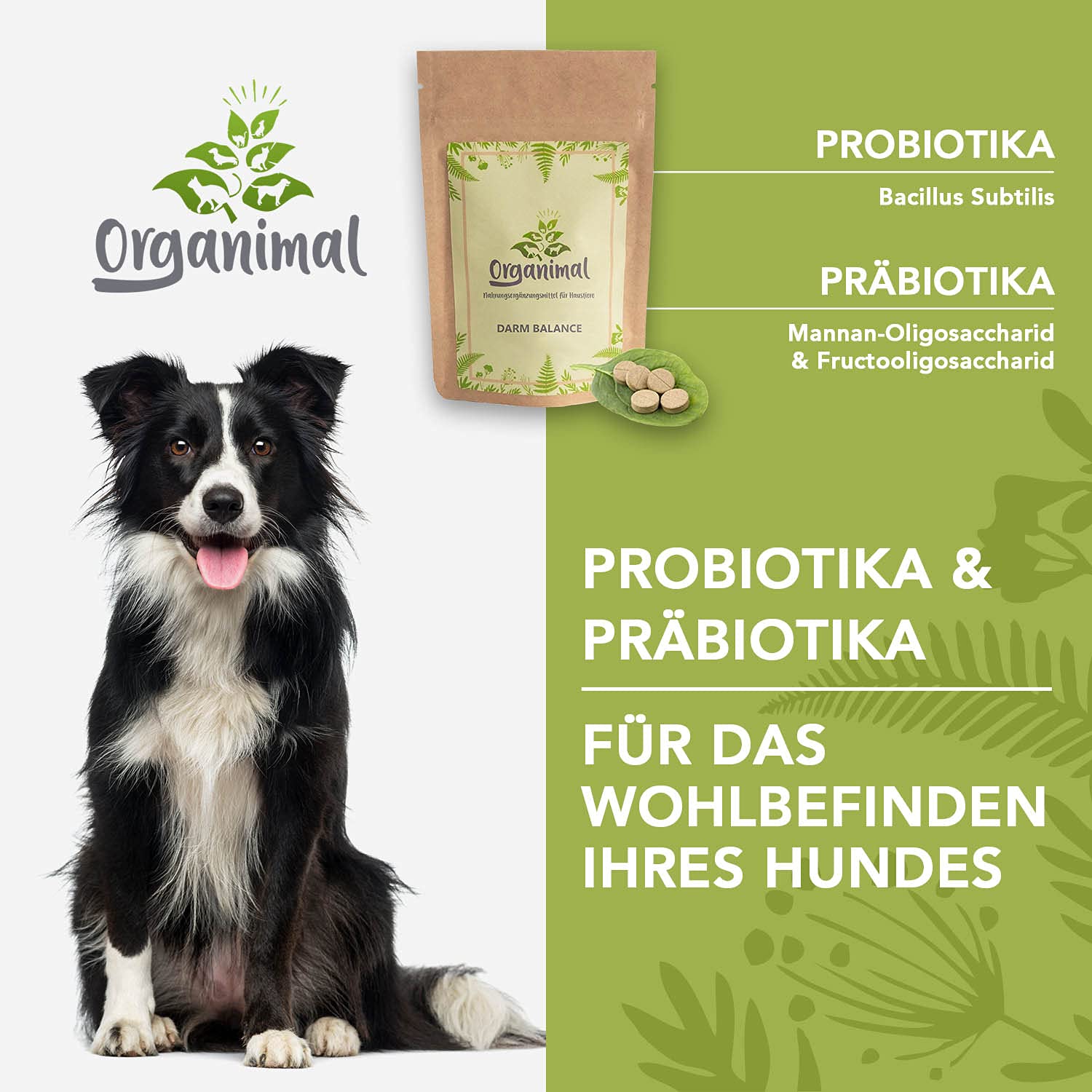 Darm Balance Für Hunde – Probiotika & Präbiotika Zum Aufbau Der Darmflora, 90 Tabletten (700mg) – Auch Bei Akutem Durchfall