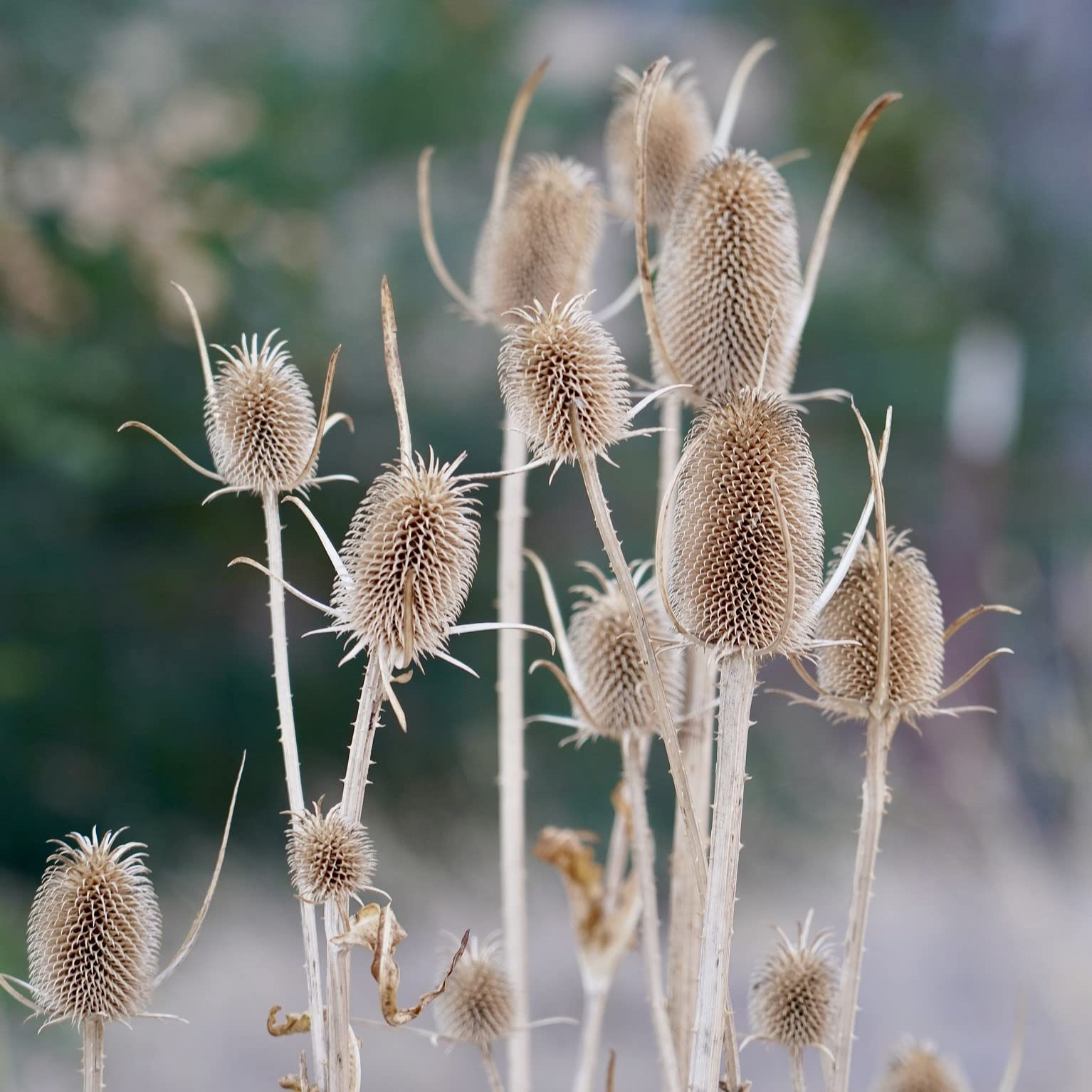 Wild Teasel, Dipsacus Fullonum, Plug Plants, Wildlife Friendly (Set of 3)