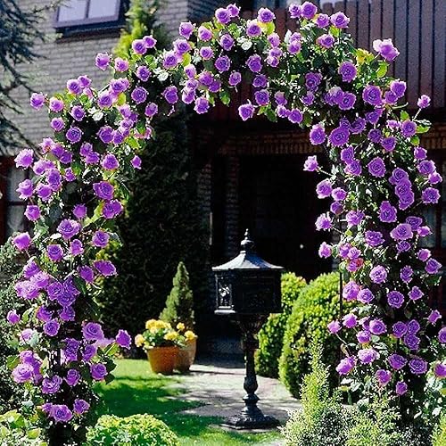 Miniatura 7 de QAUZUY GARDEN 100 semillas de rosa morada  Semillas de flor de reliquia sin OMG llamativas plantas perennes trepadoras de vid para plantar el jardín