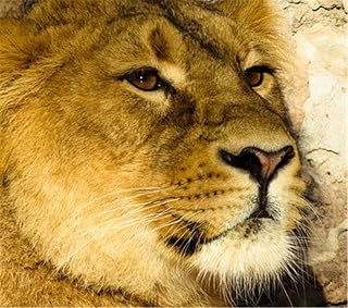 Yingxin34 Jigsaw Puzzle - 520 Pieces Puzzle Games for Adult & Kids Large Family Puzzle - Lion - Challenging Educational Artwork Collection-52x38cm(20.47x41.96inch)