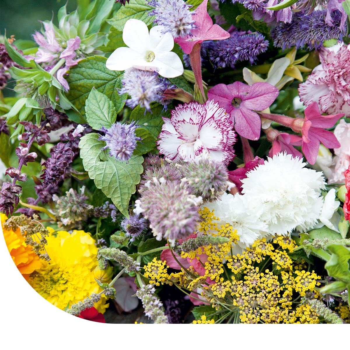 MRS Mélange de fleurs de jardins parfumés - 250 g pour 125 m² - Belles fleurs aux parfums délicieux - Attire les insectes utiles