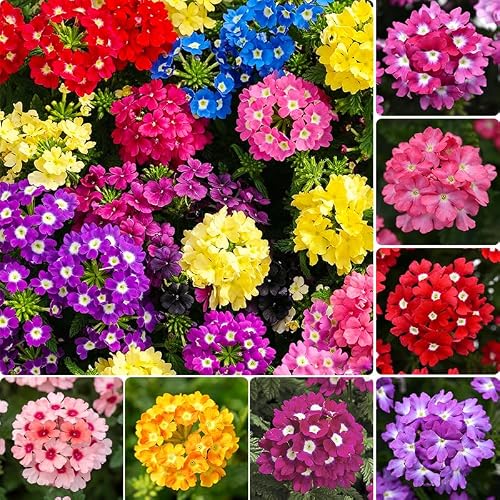 10000Pcs Perennial Verbena Flower Seeds for Planting - Vibrant Colors, Heat & Drought Tolerant