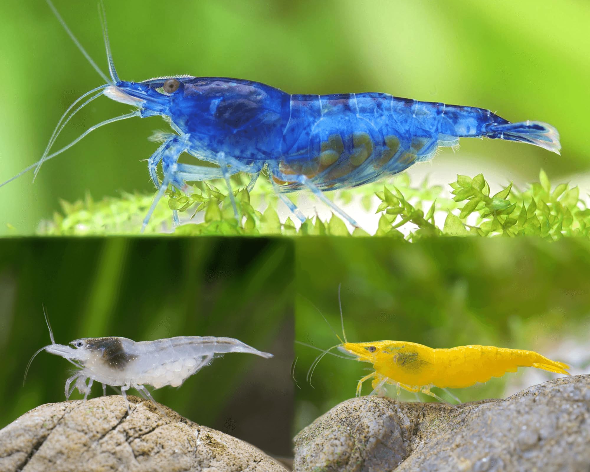 Garnelen Set für Leitungswasser & hartes Wasser - Blue Dream, Yellow Fire, White Pearl & Amanogarnele - Pflegeleichte Neocaridina Garnelen für Anfänger im Aquarium - 30-60L