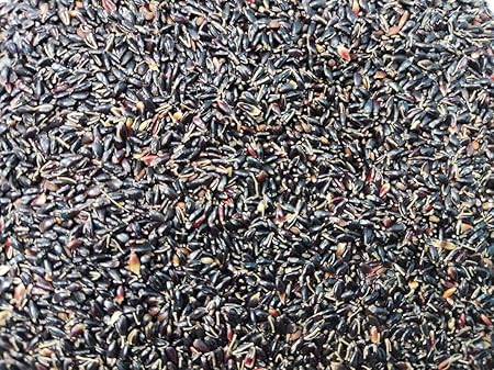 EasySeeds Super Napier Grass,Hybrid Grass,Australian Red Napier Grass,Elephant Grass Seeds (Pack of 150gm Seeds)