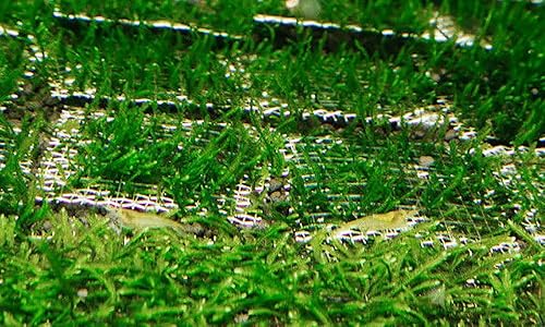 Miniatura 7 de Almohadilla de malla de alambre para acuario, plantas de tanque de peces de acero inoxidable, redes de musgo de malla de alambre tejido de acero