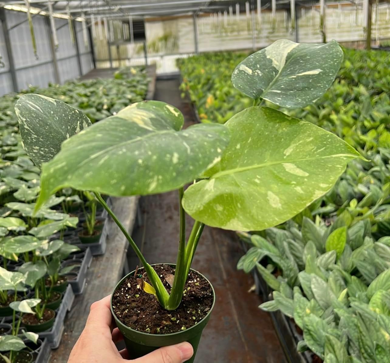 Monstera Thai Constellation 4-Inch Live Plant