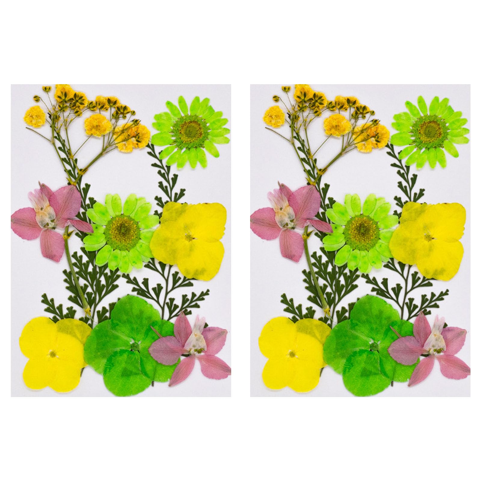 Carotoe Half Ripe Lime 20Pcs Natural Dried Flower For Bookmarks Jewelry Making Natural Pressed Dried Flower Leaves For Art Craft Pressed Craft Supplies