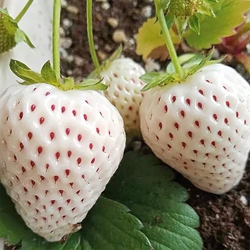 Miniatura 3 de 200 semillas raras de fresa blanca para cepillar, dulces, jugosas, de alto rendimiento, semillas de frutas orgánicas de primera calidad sin OMG para