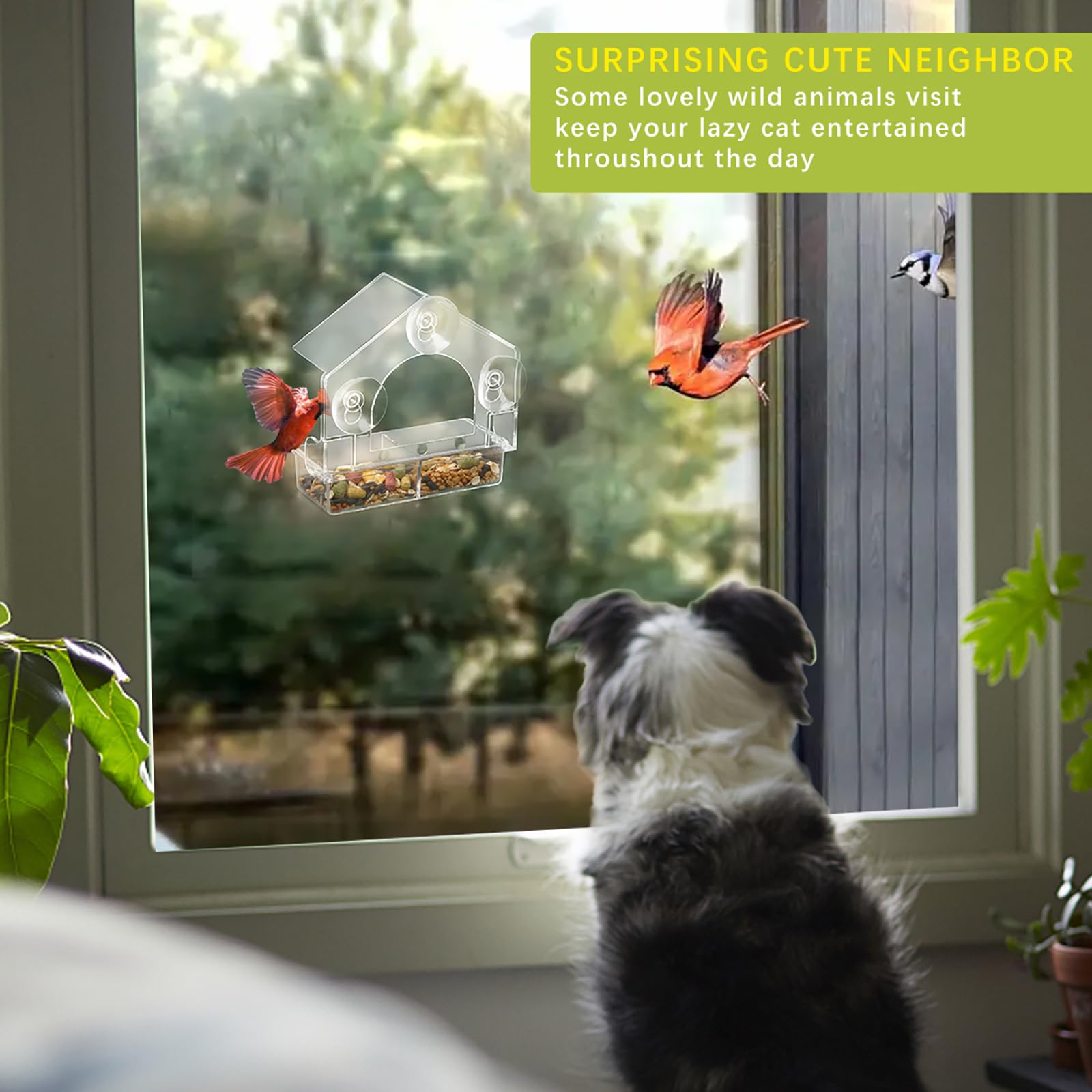 2 comederos para pájaros con ventana con 4 ventosas extrafuertes, comederos transparentes para pájaros, casa para pájaros para ver ventanas al aire libre, bandeja extraíble, casa de pájaros