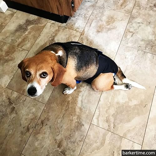 Miniatura 2 de Pañal negro para perro, XXL, con orificio para la cola, fabricado en Estados Unidos