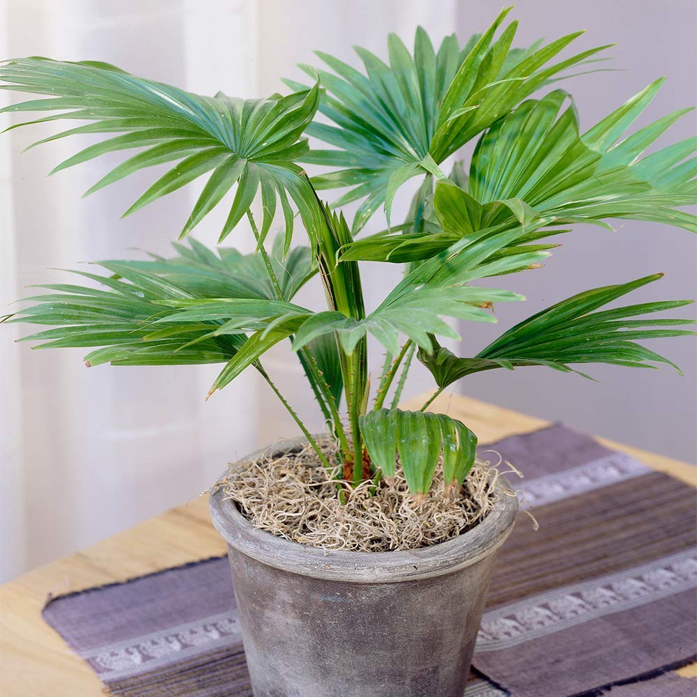 Gardeners Dream Livistona Rotundifolia Palme - Echte Pflanzen fr Drinnen -  Grnpflanzen Zimmerpflanzen - Luftreinigende Pflanze - Pflanzen frs Bro,  Wohnzimmer usw. : Amazon.de: Garten