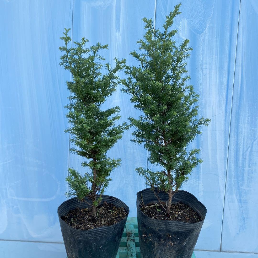 ヒムロスギ ✨大特価‼️50本【796】ヒムロ杉 ヒムロスギ 薩摩杉 リース スワッグ