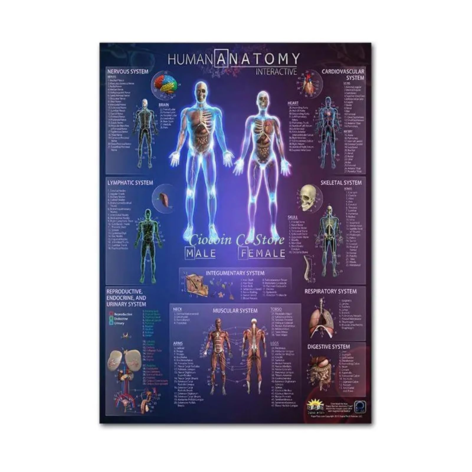 1 Szt. Układ Mięśniowo-szkieletowy Anatomiczny Zestaw Plakatów Anatomia Ludzkiego Szkieletu Mięśni Jednostronny 19" X 27"(9)