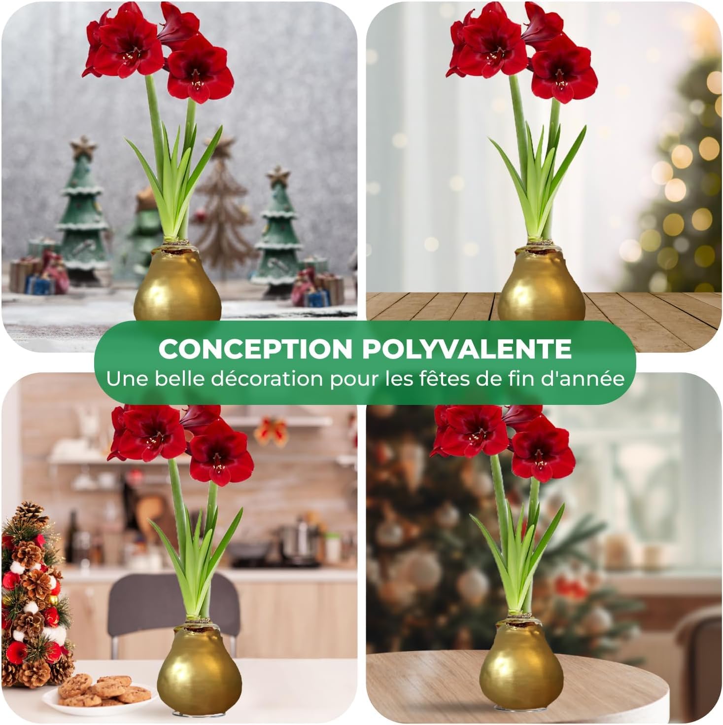 Amaryllis Bulbe Silver+Gold en cire - Bulbes à fleurs grand format 26/28