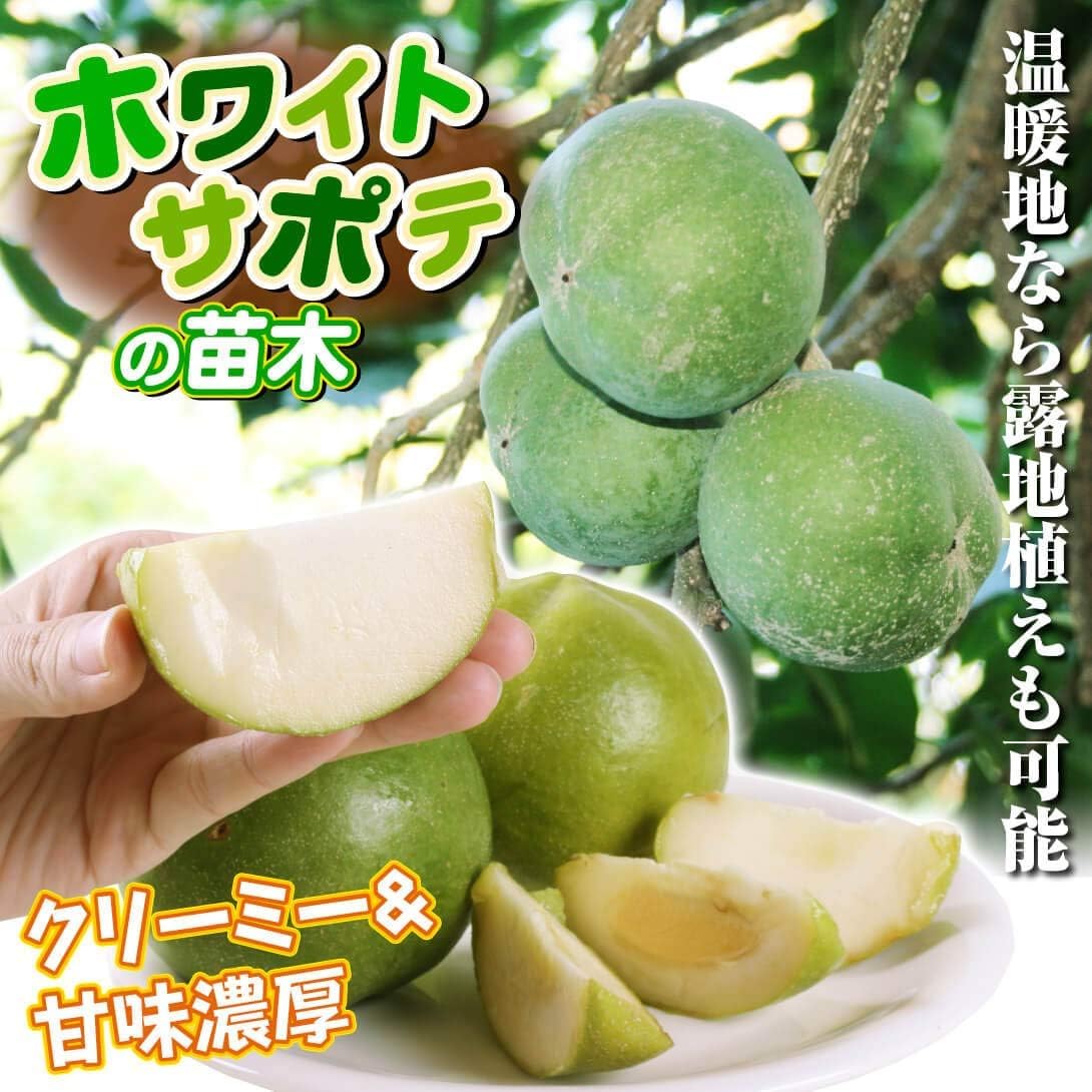 Amazon.co.jp: 果樹苗 ホワイトサポテ ルーク 1株 / 国華園 26年春商品
