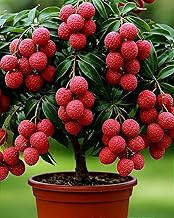 Hidden Enterprise China 3 Litchi Live Fruit Plant High Yield Litchi Variety | Height 1.5–2 Feet | Without Pot | Ideal for Home Garden Balcony Terrace Outdoor Growing with Healthy Roots