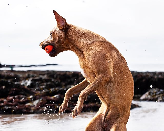 Foto 4 de 8 de Chuckit! Pelota De Fetch 998 g