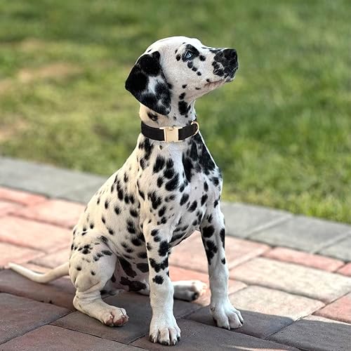 Miniatura 5 de Ewinoom Collar suave para perro con hebilla de metal, ajustable, duradero, cómodo, de pana de algodón, para perros grandes, collares de terciopelo