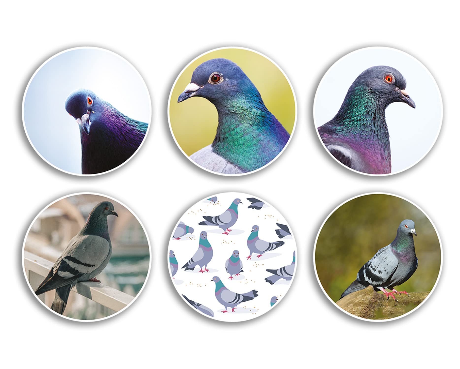 Dv Design Multi 6 X 10Cm Pigeon Birds Vinyl Stickers - Animal Funny Pattern Nature Carrier Pets Face Funny Scrapbooking Gift #78980