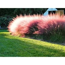 Muhly Grass | 1 Extra Large Trade 3 Gallon Plants | Muhlenbergia capillaris | Landscape Beautification | Garden Elegance