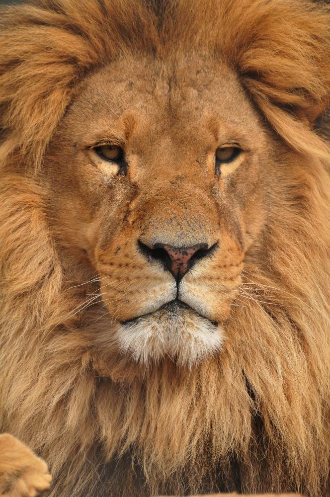 lion ページ Amazon.com: Wallmonkeys Lion Face Wall Mural Peel and Stick