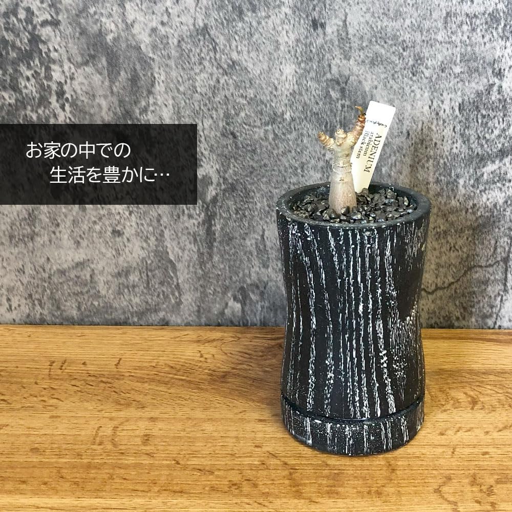Amazon | 観葉植物 アデニウム アラビカム ブラックステム 選べる樹形