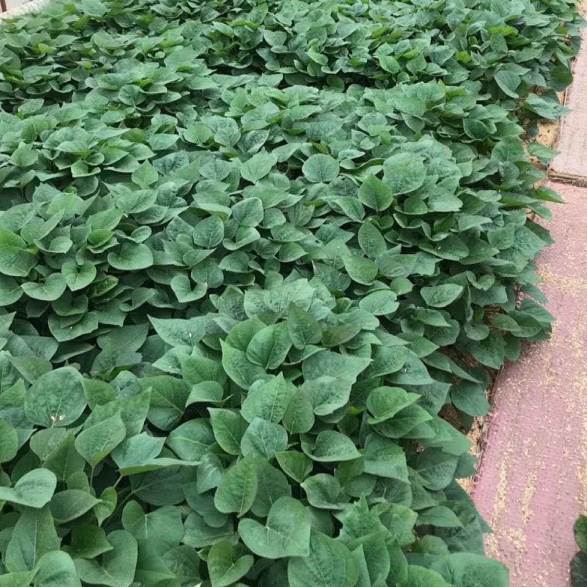 甘藷苗 紅はるか 200本 さつまいも苗 サツマイモ苗 苗 家庭菜園