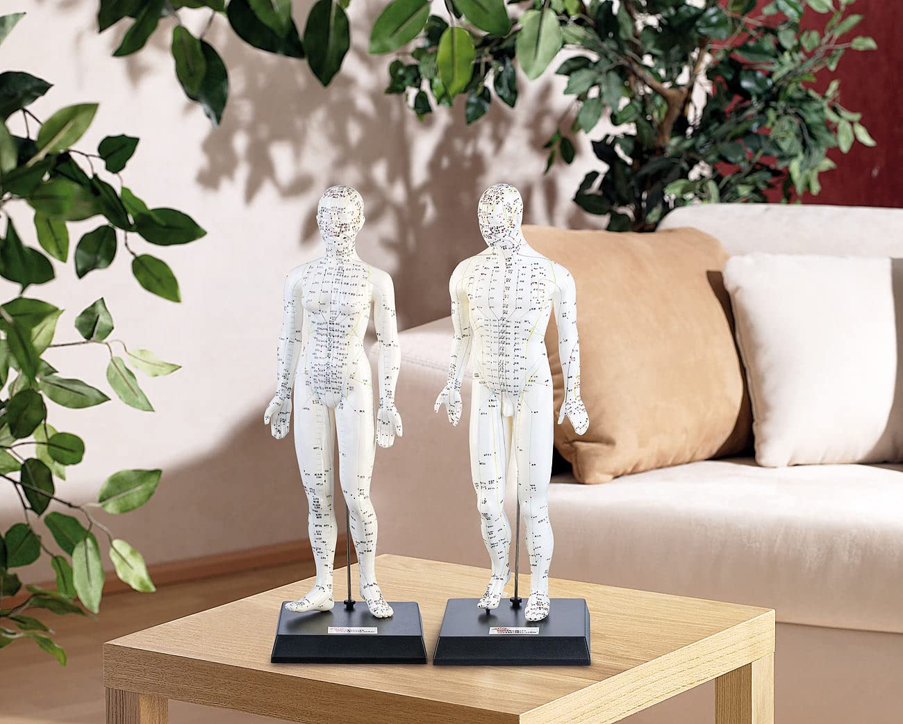 newgen medicals Akupunkturpuppen: Akupunktur-Figuren 2er-Set (Mann/Frau) (Akupunktur Modell, Modell Frau, Gesundheit)