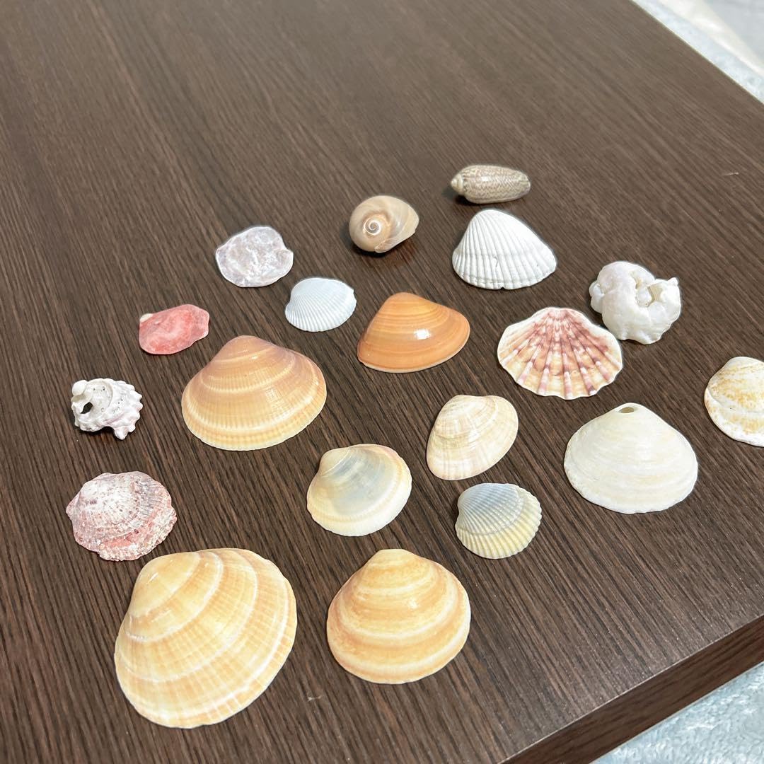 貝殻 セット まとめ売り貝殻 シーグラスアート 夏休み工作 夏休み自由