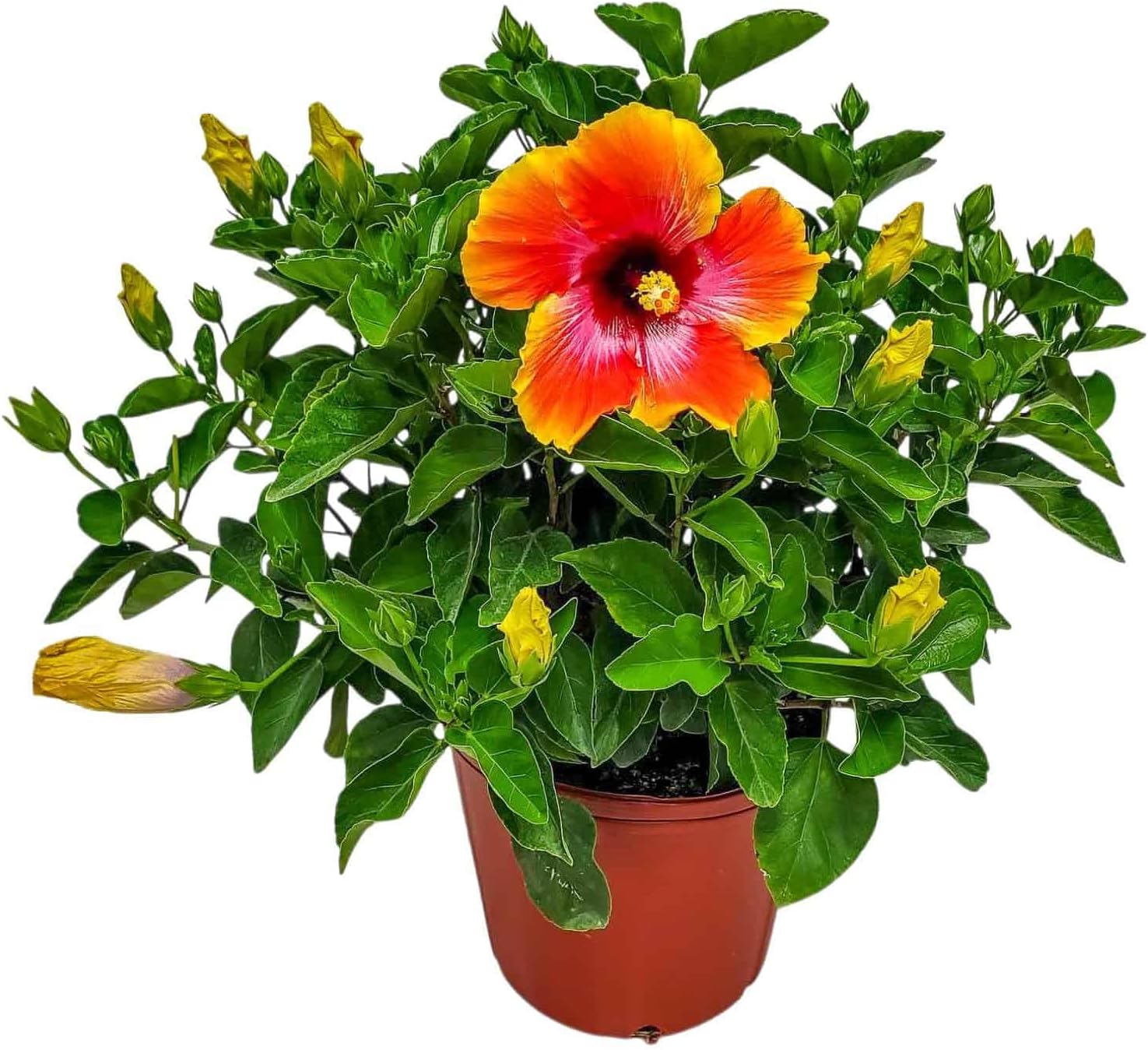 Tropical Plants of Florida Fiesta Hibiscus Bush Live Plant 3 Gallon with 4 Quart Potting Soil, 22 to 26 Inch Tall Tropical Flowering Shrub