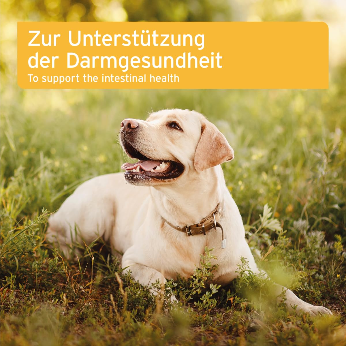 AniForte Plus Probiotikum Tabs für Hunde 90 Stück - Natürliche Präbiotika & Probiotika für Hunde, Stabilisiert die Verdauung & fördert eine gesunde Darmflora, mit aktiven Darmbakterien